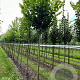 Tilia cordata 14-16 HO draadkluit 3 X verplant
