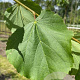 Tilia cordata 14-16 HO draadkluit 3 X verplant
