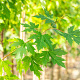 Acer saccharinum 10-12 HO wortelgoed