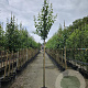 Prunus d. 'Opal' 10-12 HO container