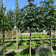 Aesculus hippocastanum 12-14 HO draadkluit 3 X verplant