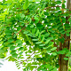 Robinia pseudoacacia 14-16 HO wortelgoed