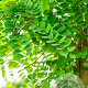 Robinia pseudoacacia 14-16 HO wortelgoed