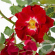 Rosa (K) Rambling Rose 175-200 cm 20L 3 stok