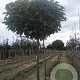 Catalpa bignonioides 'Nana' 20-25 HO draadkluit 3 X verplant