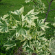 Liquidambar s. 'Silver King' 30-35 HO draadkluit 3 X verplant