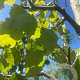 Populus tremula 16-18 HO draadkluit 3 X verplant