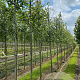 Populus tremula 16-18 HO draadkluit 3 X verplant