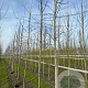 Populus tremula 18-20 HO draadkluit 3 X verplant