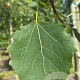 Populus tremula 18-20 HO draadkluit 3 X verplant