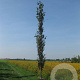 Populus tremula 10-12 HO container