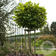 Liriodendron t. 'Edward Gursztyn' 10-12 HO wortelgoed 3 X verplant 225 cm stam