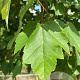 Acer s. 'Pyramidale' 16-18 HO draadkluit 3 X verplant