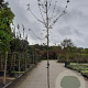 Malus floribunda 8-10 HO container