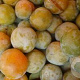 Prunus d. 'Reine Claude d'Oullins' 6-8 HO wortelgoed