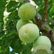 Prunus d. 'Reine Claude d'Oullins' 6-8 HO wortelgoed