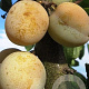 Prunus d. 'Reine Claude d'Oullins' 6-8 HO wortelgoed