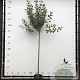 Malus d. 'Topaz' 8-10 HO container