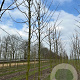 Acer pseud. 'Bruchem' 16-18 HO draadkluit 3 X verplant