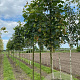 Acer pseud. 'Bruchem' 16-18 HO draadkluit 3 X verplant