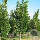 Tilia americana 'Redmond' 16-18 HO draadkluit 3 X verplant