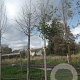 Tilia plat. 'Fastigiata' 20-25 HO draadkluit 3 X verplant