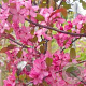 Malus Royal Raindrops 300-350 cm draadkluit solitair 3-5 tak