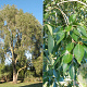 Populus simonii 16-18 HO draadkluit 3 X verplant
