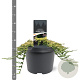 Juniperus h. 'Golden Carpet' 30-40 cm 5,0L