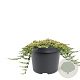 Juniperus h. 'Golden Carpet' 30-40 cm 5,0L