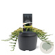 Juniperus h. 'Golden Carpet' 30-40 cm 5,0L