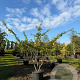 Parrotia persica 200-250 cm cont. 110L