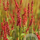 Persicaria a. 'Firedance' GM P9