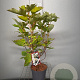 Hydrangea quercifolia 50-60 cm 3,0L