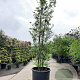 Sycoparrotia semidecidua 400-450 cm container meerstammig