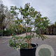 Heptacodium miconioides 150-175 cm container meerstammig