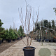 Heptacodium miconioides 150-175 cm container meerstammig