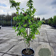 Heptacodium miconioides 175-200 cm container meerstammig