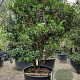 Osmanthus heterophyllus 175-200 cm container meerstammig paraplu