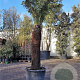 Dicksonia antarctica 160 cm stam container