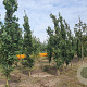 Quercus rob. 'Fastigiate Koster' 12-14 HO draadkluit geveerd