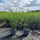 Osmanthus burkwoodii 40-60 cm 3,0L