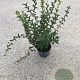 Osmanthus burkwoodii 60-80 cm 5,0L