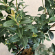 Osmanthus burkwoodii 60-80 cm 5,0L