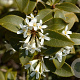 Osmanthus burkwoodii 60-80 cm 5,0L