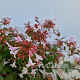 Abelia grandiflora 25-30 cm 2,5L