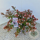 Abelia grandiflora 25-30 cm 2,5L