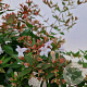 Abelia grandiflora 25-30 cm 2,5L