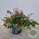 Abelia grandiflora 25-30 cm 2,5L