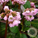 Bergenia 'Rosi Klose' GM P9